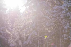 paysage d'hiver en forêt au coucher du soleil photo