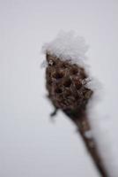 pin à feuilles persistantes de noël recouvert de neige fraîche photo