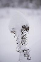pin à feuilles persistantes de noël recouvert de neige fraîche photo