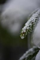 pin à feuilles persistantes de noël recouvert de neige fraîche photo