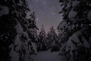 hiver nuit paysage nature forêt photo