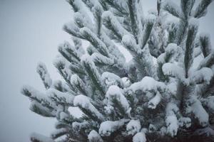 pin à feuilles persistantes de noël recouvert de neige fraîche photo