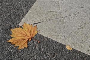 Feuille d'érable sur route goudronnée en automne photo