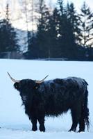 animal de vache en hiver photo