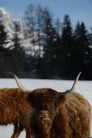 animal de vache en hiver photo