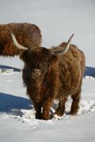 animal de vache en hiver photo