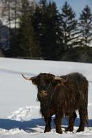 animal de vache en hiver photo