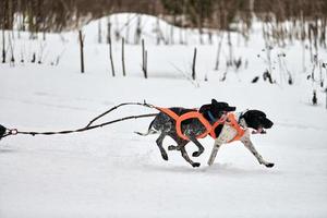 Chien d'arrêt en cours d'exécution sur les courses de chiens de traîneau photo