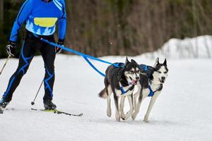 ski joëring sport canin course photo