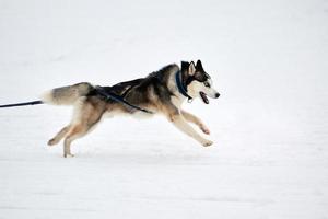 courir un chien husky sur une course de chiens de traîneau photo