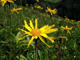 plante médicinale arnica dans les alpes photo