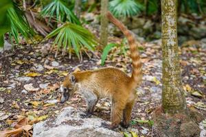 un coati sud-américain, nasua nasua, est assis seul, qui est une espèce de coati et un membre de la famille des ratons laveurs procyonidae, d'amérique du sud tropicale et subtropicale, playa del carmen, riviera maya, y photo