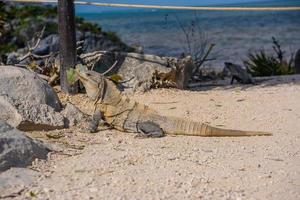 lézard iguane gris assis sur le sol avec des feuilles, ruines mayas à tulum, riviera maya, yucatan, mer des caraïbes, mexique photo