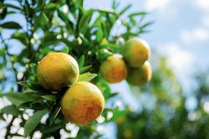 orange sur l'arbre au ciel. photo