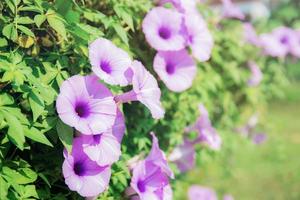 belle fleur violette avec la lumière du soleil. photo