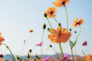 cosmos orange avec fond de ciel. photo