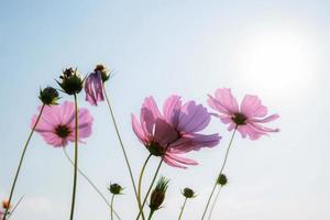 cosmos violet avec fond de ciel. photo