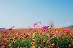 cosmos sur le terrain au ciel bleu. photo