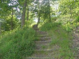 escaliers raides sur cultivés avec de l'herbe entourée d'arbres photo