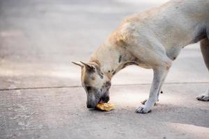 chien errant est affamé pour manger de la nourriture qui est tombée sur la route. espace vide pour saisir du texte. photo