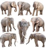 éléphant d'asie femelle et mâle isolé photo