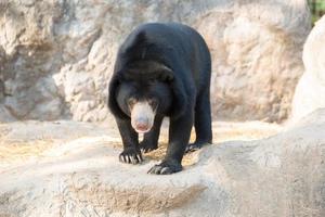 ours malais au zoo photo