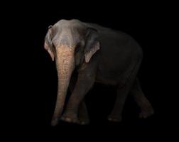 éléphant d'asie dans le noir photo