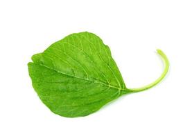 feuille d'épinard vert ou amaranthus viridis en thaïlande isolé sur fond blanc, motif de feuilles vertes photo