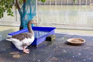 élevage d'oies en thaïlande photo