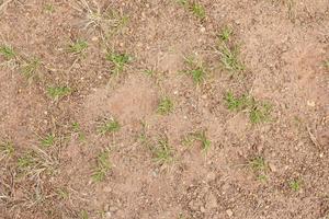 terre rouge avec herbe verte photo