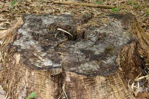 gros plan souche dans la forêt photo