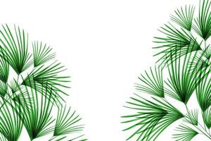 motif de feuilles vertes, feuille de palmier isolé sur fond blanc photo