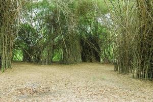 forêt de bambous en thaïlande photo