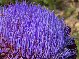 fleur d'artichaut globe, cynara scolymus photo