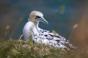 Fou de Bassan, Morus bassanus, à Bempton Cliffs dans le Yorkshire photo