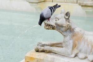 Sienne, Toscane, Italie - 18 mai. Pigeon buvant à la bouche d'un loup sur la place principale de Sienne en Italie le 18 mai 2013 photo