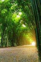 bambou tunnel avec la lumière du soleil.