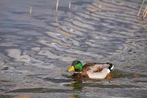 Canard colvert mâle, Anas platyrhynchos, nageant à travers un lac photo