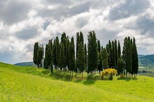 peuplement de sapins dans la pittoresque campagne toscane photo