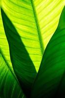gros plan sur fond de feuilles vertes naturelles, texture de feuillage tropical. photo