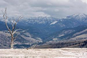 arbre mort à Mammoth Hot Springs photo