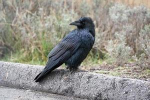 grand corbeau regardant par-dessus son épaule photo