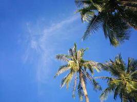 scène de nature estivale, plantes tropicales, cocotiers sur fond de ciel bleu. photo
