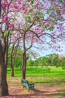 les fleurs des trompettes roses fleurissent dans le parc public de bangkok, en thaïlande photo