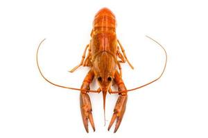 écrevisses bouillies ou homard d'eau douce sur fond blanc. photo