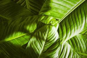 gros plan sur fond de feuilles vertes naturelles, texture de feuillage tropical. photo