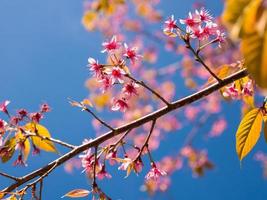 fleurs de printemps roses avec fond de ciel bleu. photo