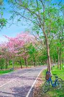 vélo et fleurs de trompettes roses fleurissent dans le parc public de bangkok, thaïlande