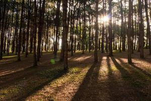 forêt de pins avec lumière du soleil et ombres au lever du soleil. photo