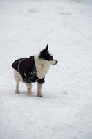 petit chien drôle dans une veste noire regardant autour de lui en marchant en hiver. photo